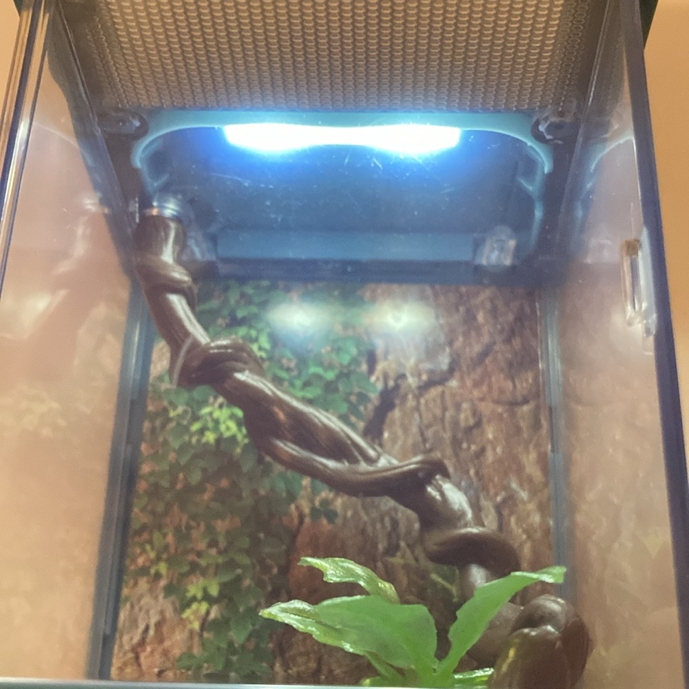 American Girl Doll Terrarium with accessories and light - chameleon NOT included - Picture 2 of 5